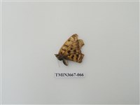 藏品(蛺蝶科(1))的圖片